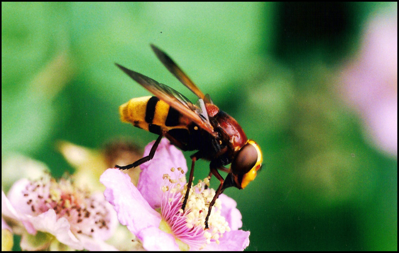 Volucella zonaria